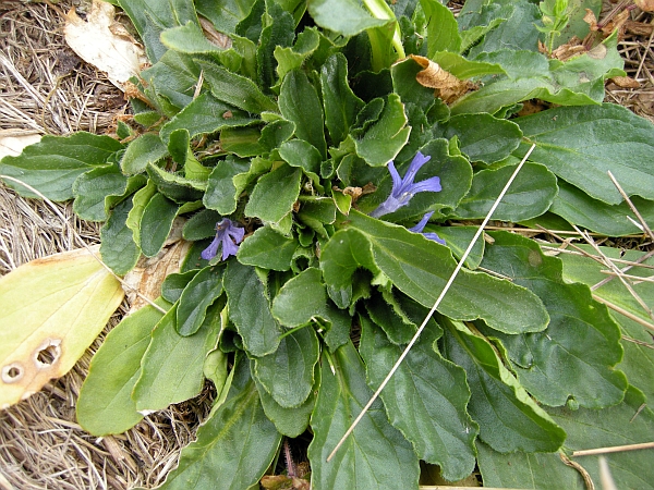 Ajuga tenorei